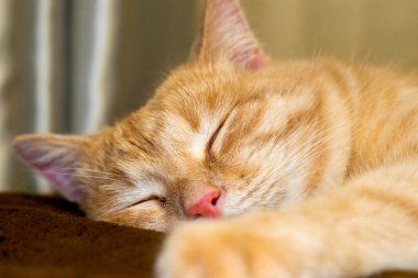 Kanepede uyuyan kırmızı kedi. Yaklaş. Yüksek kalite fotoğraf