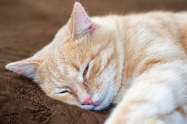 Kanepede uyuyan kırmızı kedi. Yaklaş. Yüksek kalite fotoğraf