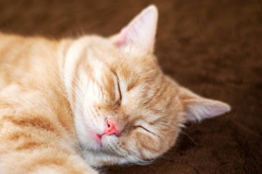 Kanepede uyuyan kırmızı kedi. Yaklaş. Yüksek kalite fotoğraf