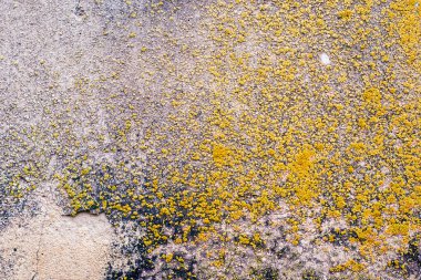 Eski gri çimento yüzey arkaplan dokusu. Yüksek kalite fotoğraf
