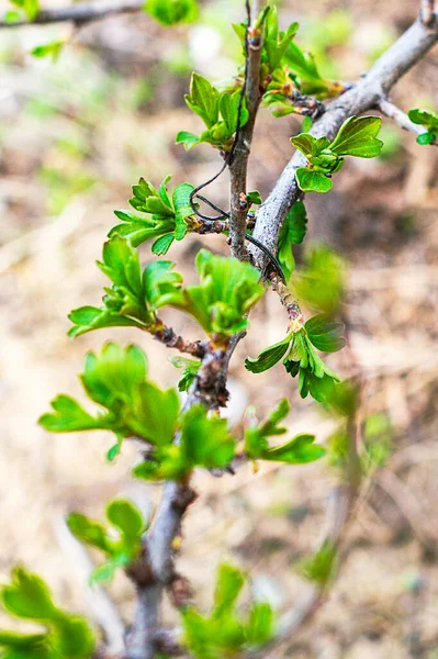 Молоді Зелене Листя Гілках Чорної Смородини Ранньою Весною Високоякісна Фотографія — стокове фото