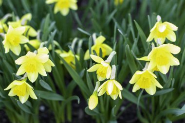 Baharda bahçede çiçek açan nergislerin arka planı. Yüksek kalite fotoğraf
