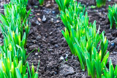 Baharda bahçede nergislerin yeşil filizleri. Yüksek kalite fotoğraf