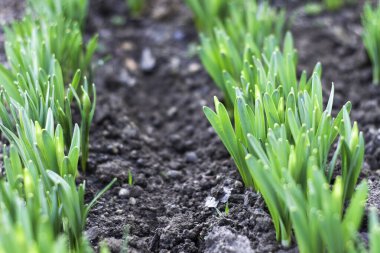 Baharda bahçede nergislerin yeşil filizleri. Yüksek kalite fotoğraf