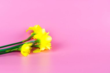 Bir buket sarı nergis pembe arka planda ve kopyalanmış. Yüksek kalite fotoğraf