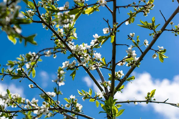 Florecientes Ramas Ciruela Cerezo Contra Cielo Azul Foto Alta Calidad — Foto de Stock