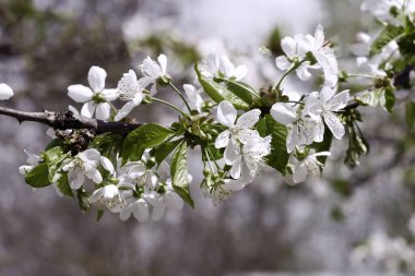 Baharda bahçede çiçek açan kiraz dalı. Yüksek kalite fotoğraf