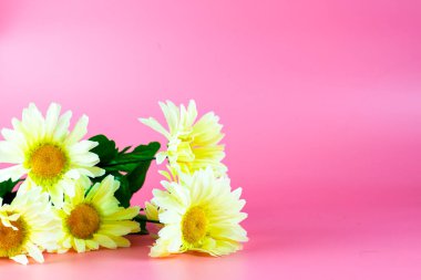 Pembe arka planda beyaz plastik çiçekler. Telif uzayı tebrik kartı arkaplanı. Yüksek kalite fotoğraf