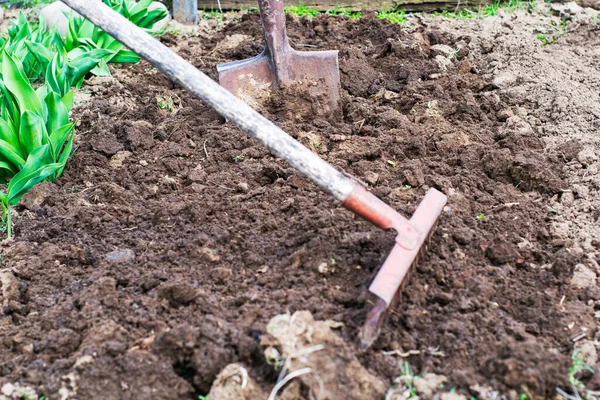 A föld kiásott ágya egy ásó beragadt a földbe az előtérben egy gereblye egy homályban — Stock Fotó