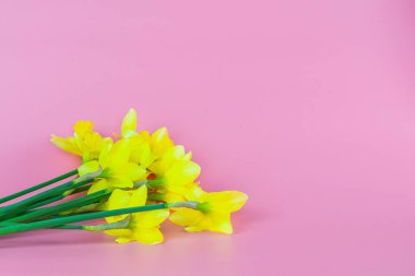 Bir buket sarı nergis pembe arka planda ve kopyalanmış. Yüksek kalite fotoğraf