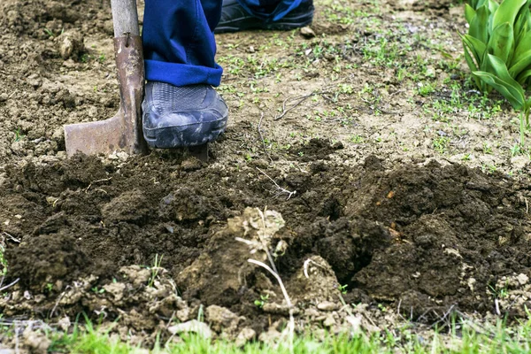 Człowiek Łopatą Kopie Ziemię Ogrodzie Wysokiej Jakości Zdjęcie — Zdjęcie stockowe