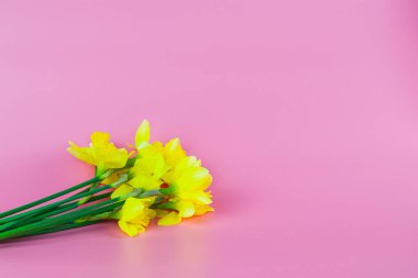 Bir buket sarı nergis pembe arka planda ve kopyalanmış. Yüksek kalite fotoğraf