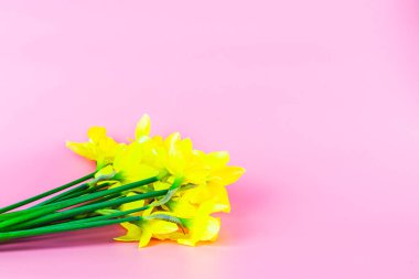 Bir buket sarı nergis pembe arka planda ve kopyalanmış. Yüksek kalite fotoğraf