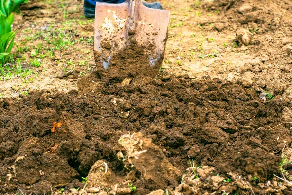 一个拿着铲子的人在花园里挖地 高质量的照片 — 图库照片
