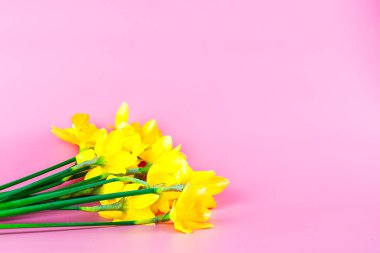 Bir buket sarı nergis pembe arka planda ve kopyalanmış. Yüksek kalite fotoğraf