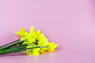 Bir buket sarı nergis pembe arka planda ve kopyalanmış. Yüksek kalite fotoğraf