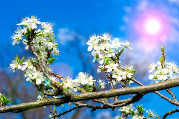 Ramas Ciruela Florecientes Contra Cielo Azul Soleado Foto Alta Calidad — Foto de Stock