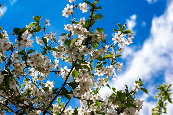 Flores Cerezo Sobre Fondo Cielo Azul Foto Alta Calidad — Foto de Stock