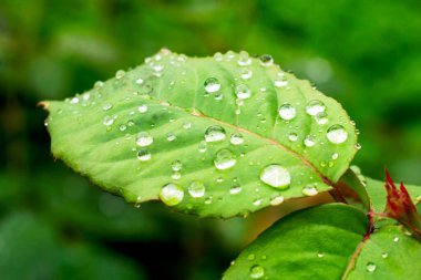 Gül yaprakları üzerine su damlaları arka planı kapatır. Yüksek kalite fotoğraf