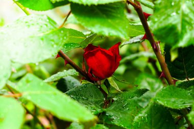 Yeşil arka planda yağmur üstüne kırmızı gül çiçeği. Yüksek kalite fotoğraf