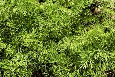 Arka planda dereotu yetişiyor. Yüksek kalite fotoğraf