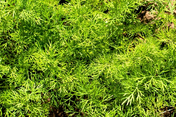 Dill Growing Garden Top View Background Background High Quality Photo — Stock Photo, Image