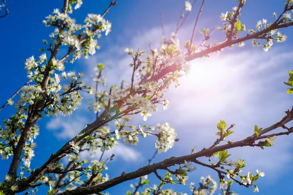 Çiçekli erik dalları güneşli mavi gökyüzüne karşı. Yüksek kalite fotoğraf