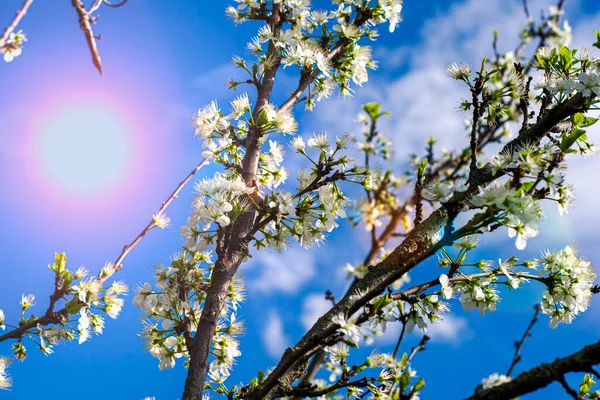 Ramas de ciruela florecientes contra un cielo azul soleado — Foto de Stock