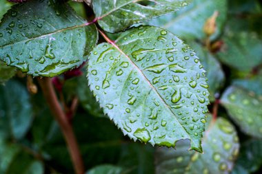 Gül yaprakları üzerine yağmur damlaları arkaplanı kapatır