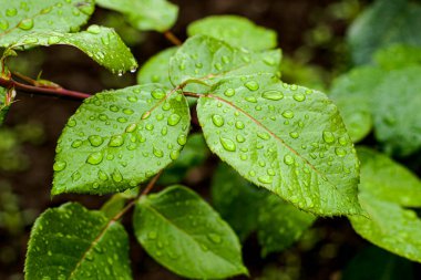 Gül yaprakları üzerine su damlaları arka planı kapatır. Yüksek kalite fotoğraf