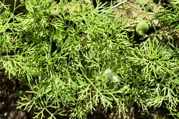 Dill Wächst Garten Draufsicht Hintergrund Hintergrund Hochwertiges Foto — Stockfoto