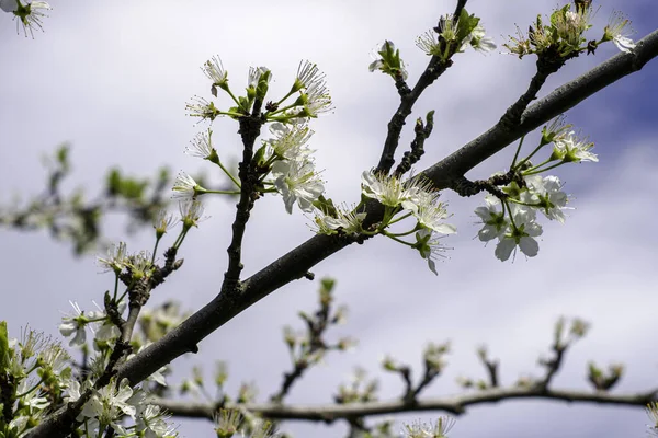 Ramas Flor Ciruela Contra Cielo Azul Foto Alta Calidad — Foto de Stock