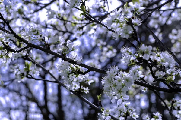 Pflaumenblütenzweige Gegen Den Blauen Himmel Hochwertiges Foto — Stockfoto