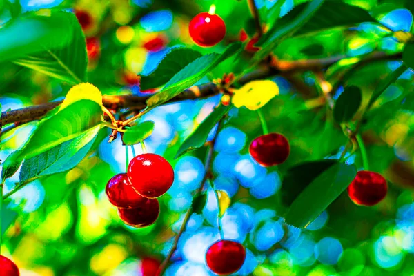 Güneşli bir günde yeşil dallarda olgun kırmızı kirazlar. Yüksek kalite fotoğraf