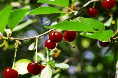 Güneşli bir günde yeşil dallarda olgun kırmızı kirazlar. Yüksek kalite fotoğraf