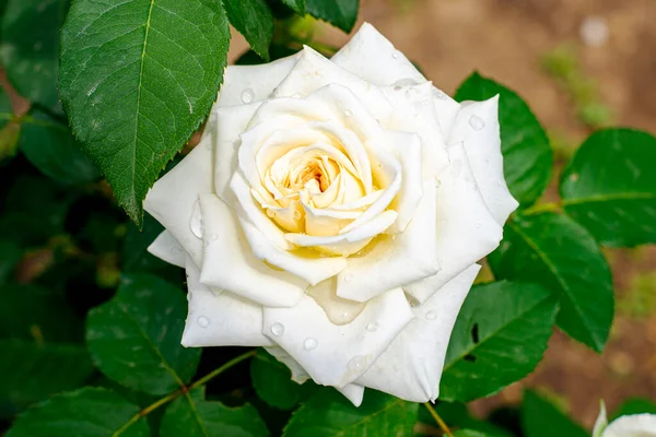 a blooming white rose in green foliage close-up. High quality photo