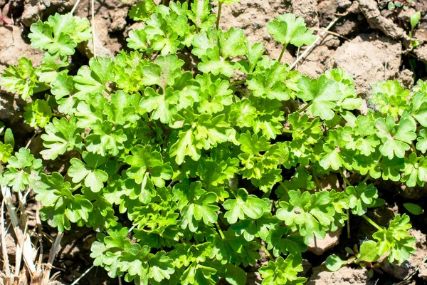 Persil Poussant Dans Jardin Vue Dessus Fond Photo Haute Qualité — Photo