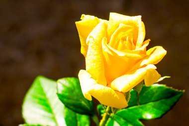 Bahçedeki yeşil yaprakların arka planında sarı bir gül. Yüksek kalite fotoğraf