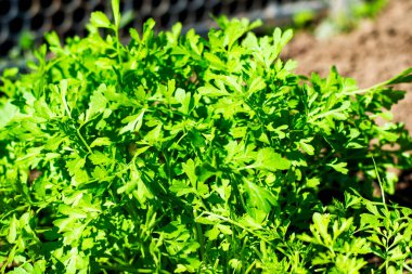 Arka planda maydanoz yetişiyor. Yüksek kalite fotoğraf