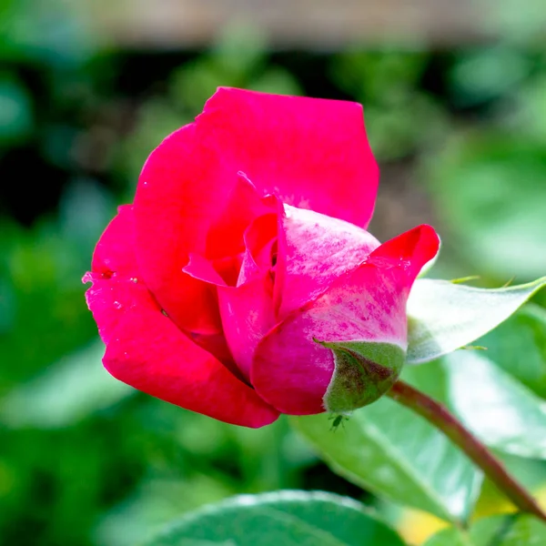 Pink Rose Flower Rain Background Green Foliage High Quality Photo — Stock Photo, Image