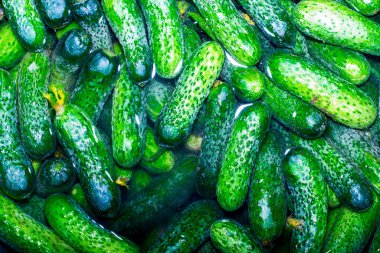 Arka plan için içi su dolu taze yeşil salatalıklar. Yüksek kalite fotoğraf