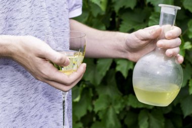 Şarap üreticisi üzüm çalılarının arka planında bir bardak ve bir şişe beyaz şarap tutuyor. Yüksek kalite fotoğraf