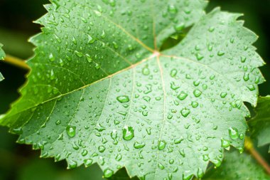 Arka plandaki yağmurdan sonra üzüm yapraklarının üzerine büyük su damlaları. Yüksek kalite fotoğraf