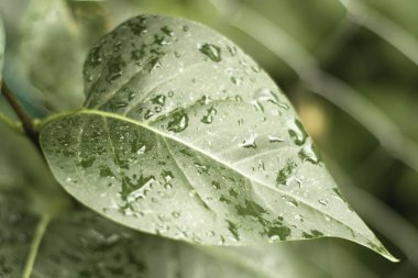 Arkaplandaki yağmurdan sonra leylak yaprakları üzerine büyük su damlaları. Yüksek kalite fotoğraf