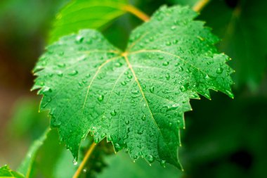 Arka plandaki yağmurdan sonra üzüm yapraklarının üzerine büyük su damlaları. Yüksek kalite fotoğraf
