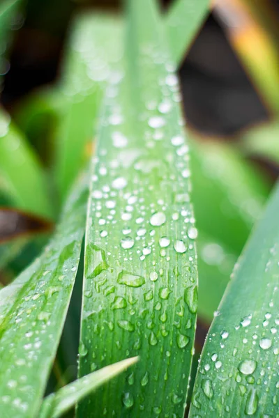 Yağmur yağdıktan sonra gözün yapraklarına su damlaları düşer. Yüksek kalite fotoğraf