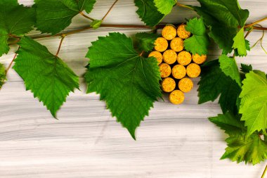Şarap mantarları, boyalı ahşap bir arka plan kopyasının üzerine üzüm fırçası dalları şeklinde serilmiştir. Yüksek kalite fotoğraf