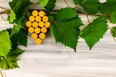 Şarap mantarları, boyalı ahşap bir arka plan kopyasının üzerine üzüm fırçası dalları şeklinde serilmiştir. Yüksek kalite fotoğraf
