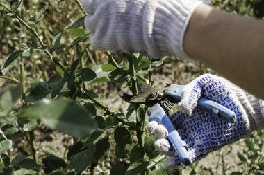 Bahçıvan bahçedeki eski kurumuş gülleri budama makası. Yüksek kalite fotoğraf