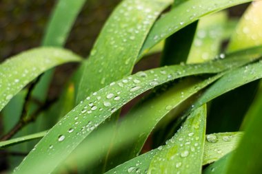 Yağmur yağdıktan sonra gözün yapraklarına su damlaları düşer. Yüksek kalite fotoğraf